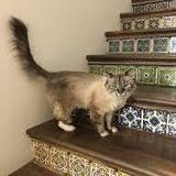 El Jefe Cat Cafe