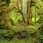 Olympic National Park and Hoh Rain Forest