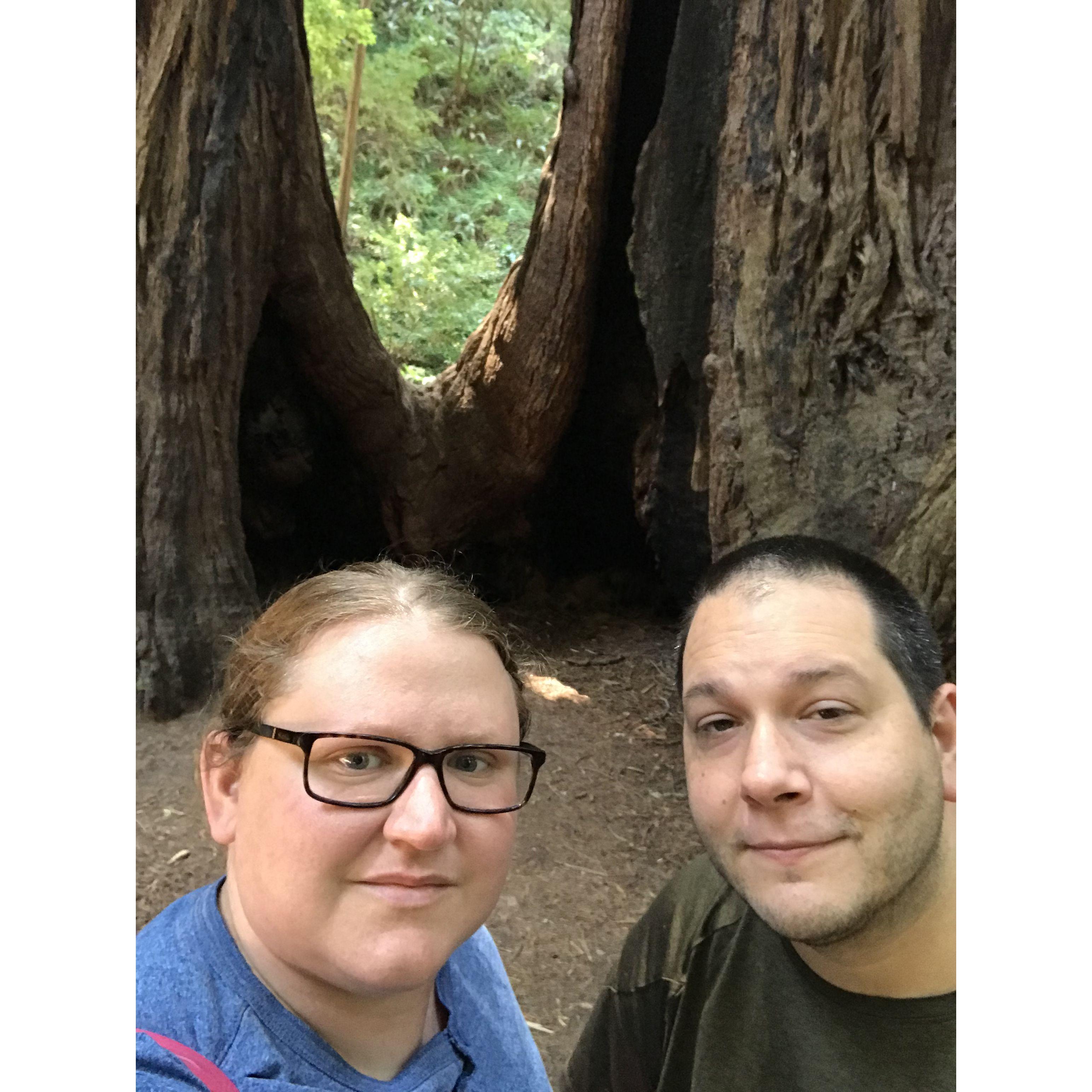 California Redwood Forest 2021