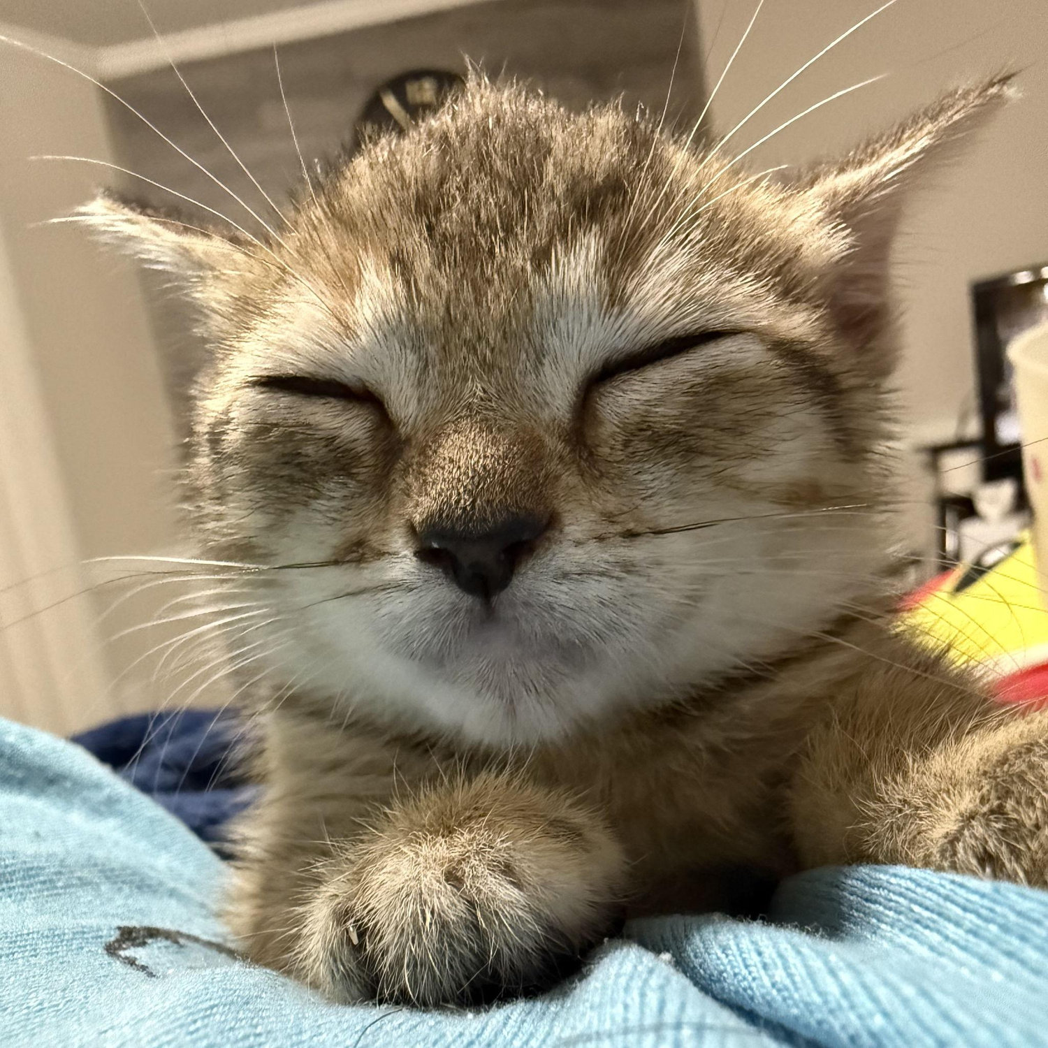 A baby Misty asleep.