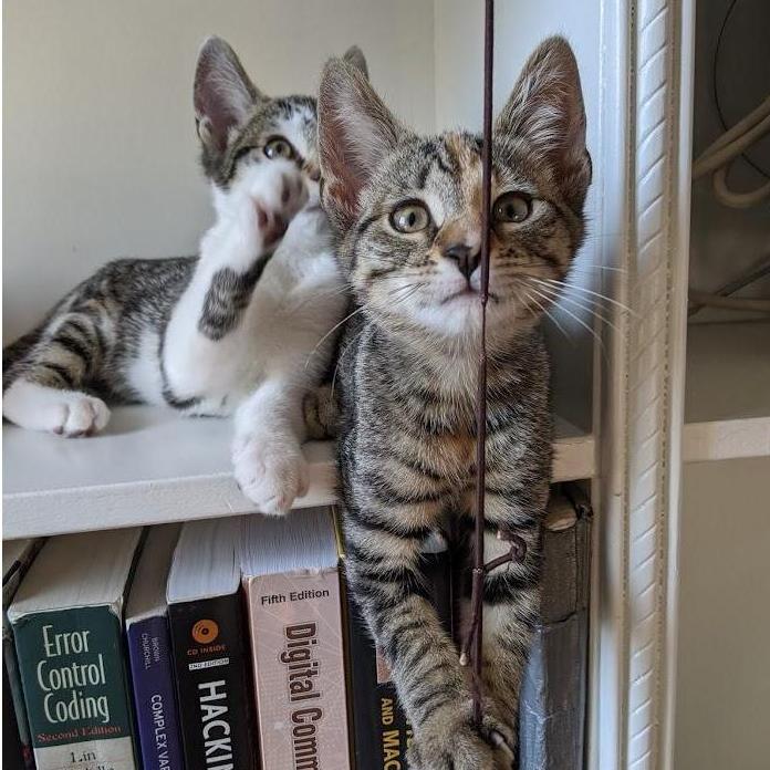 hazel + fritz, 2020
