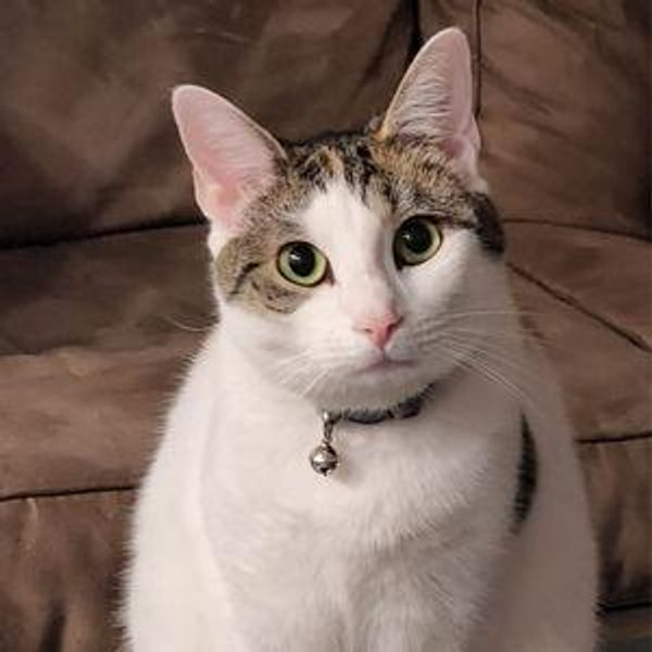 Our Pet Toy Fund