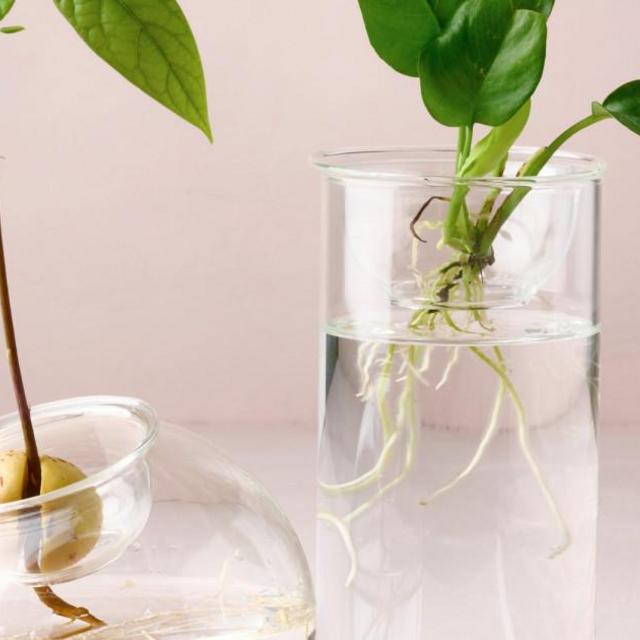 Bulb Propagation Vase