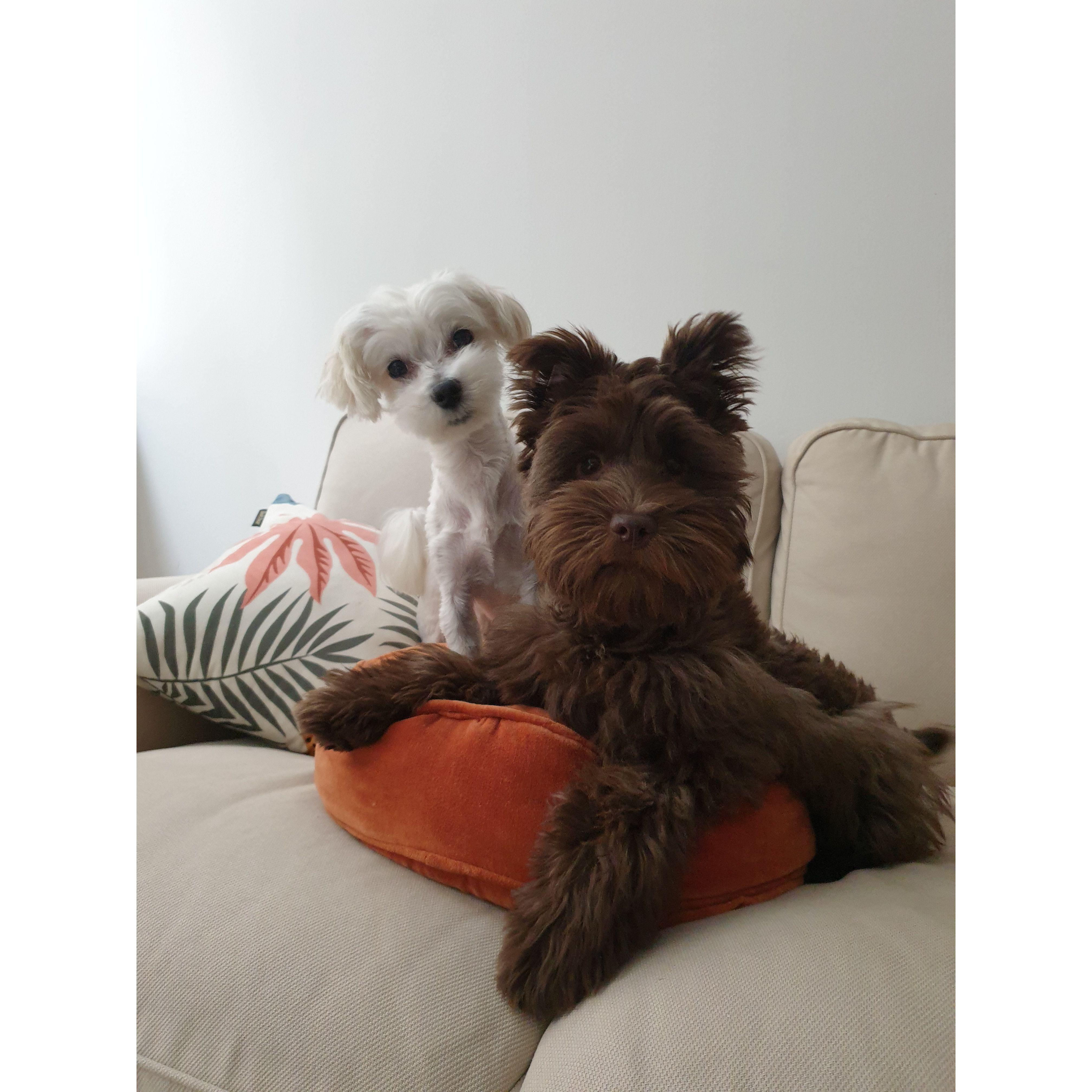 Oscar & his bestie, Minou! {31 March 2022}