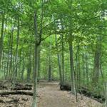 Warren Woods State Park