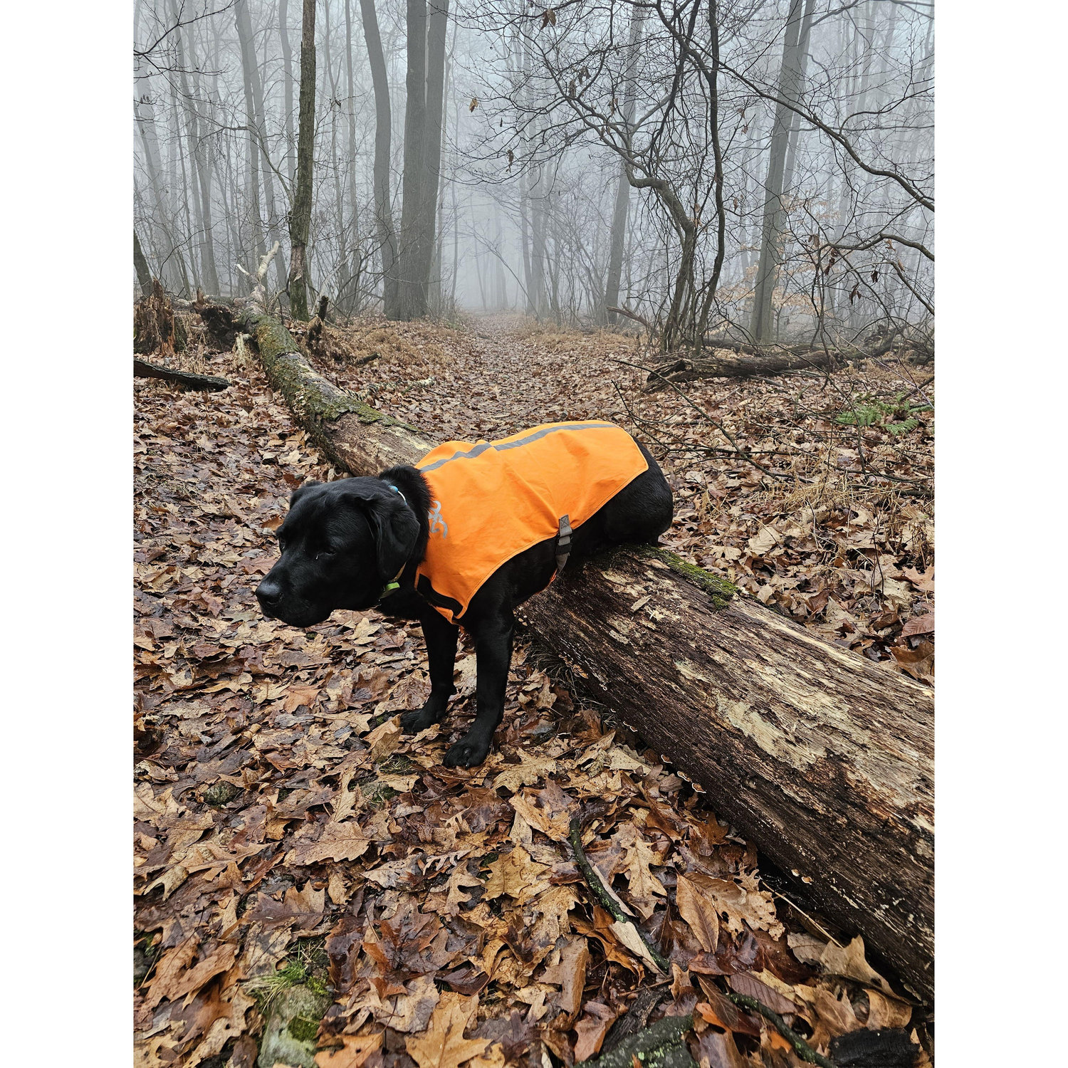 Stuck in her vest, so she sits on the log until I figure it out