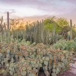 Desert Botanical Garden