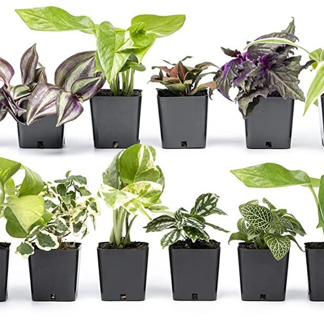 Altman Plants Live Houseplants (12PK), Indoor Plants for Delivery Prime, Live Plants and Gardening Gifts for Plant Lovers, Planters for Indoor Plants with Potting Soil, Live House Plants Indoors Live