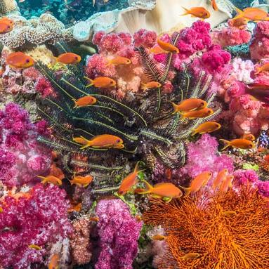 Snorkeling pass