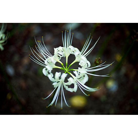 In every Anime Ending but in white