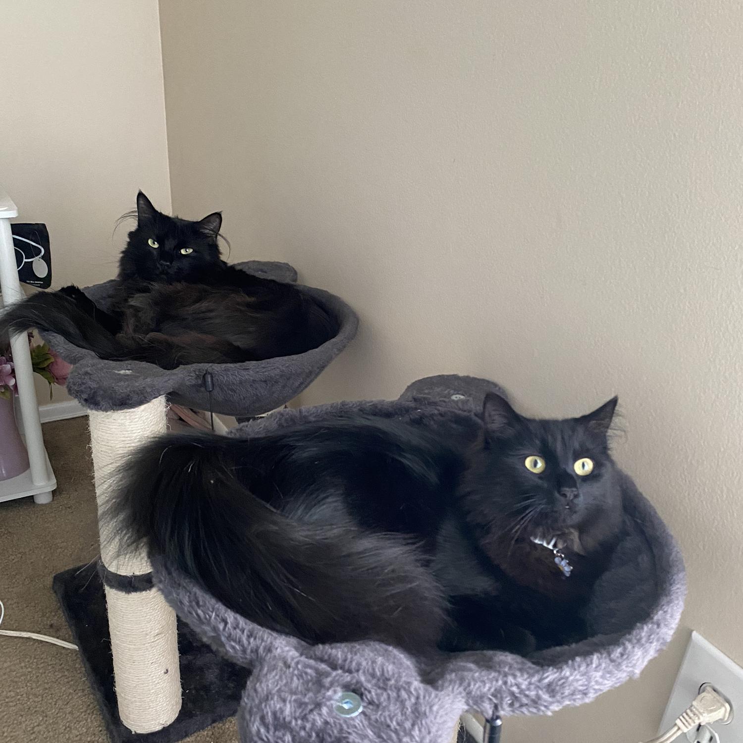 Fur babies, Stella and Kobe Rice.