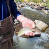 Fly Fish Estes Park