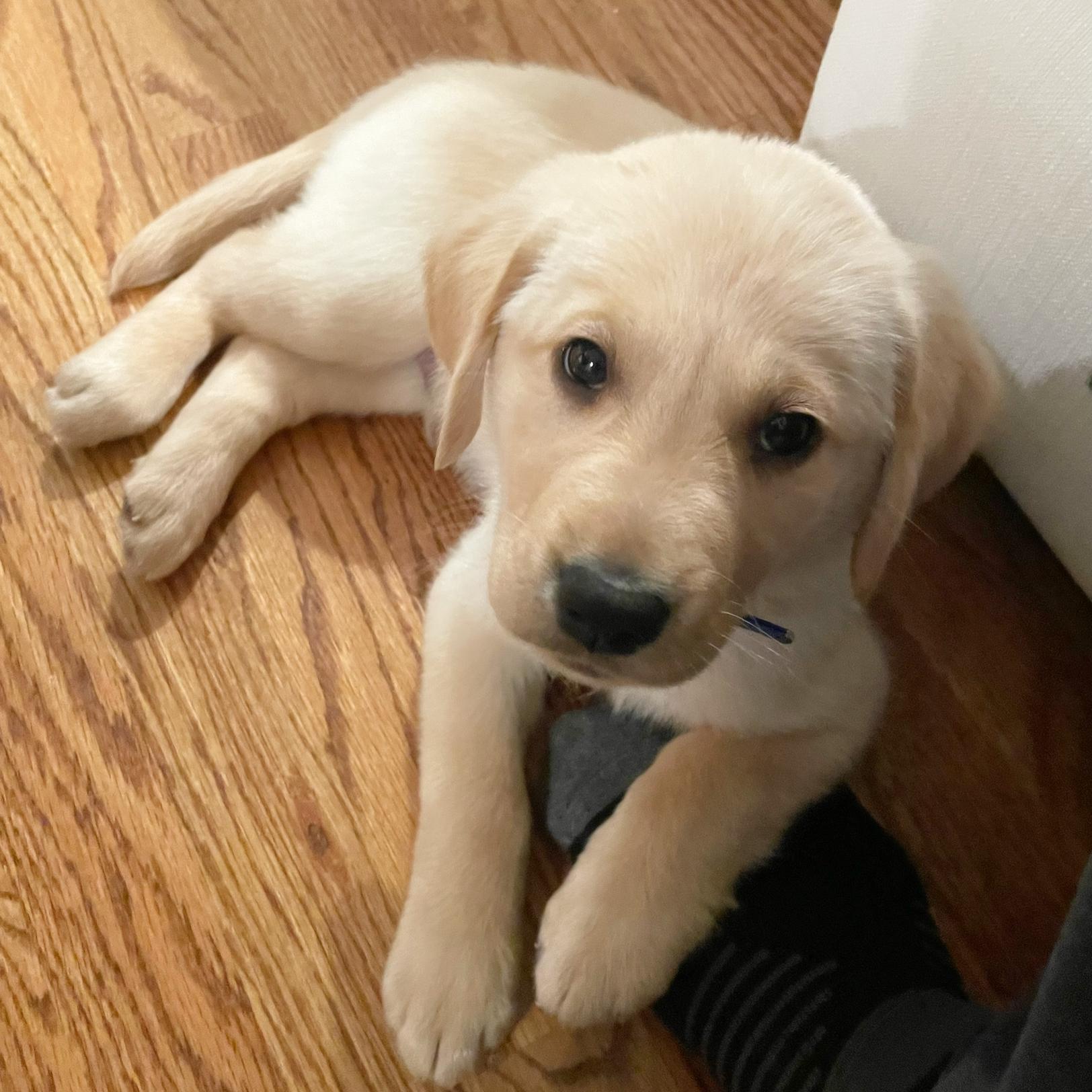 Our puppy Arthur