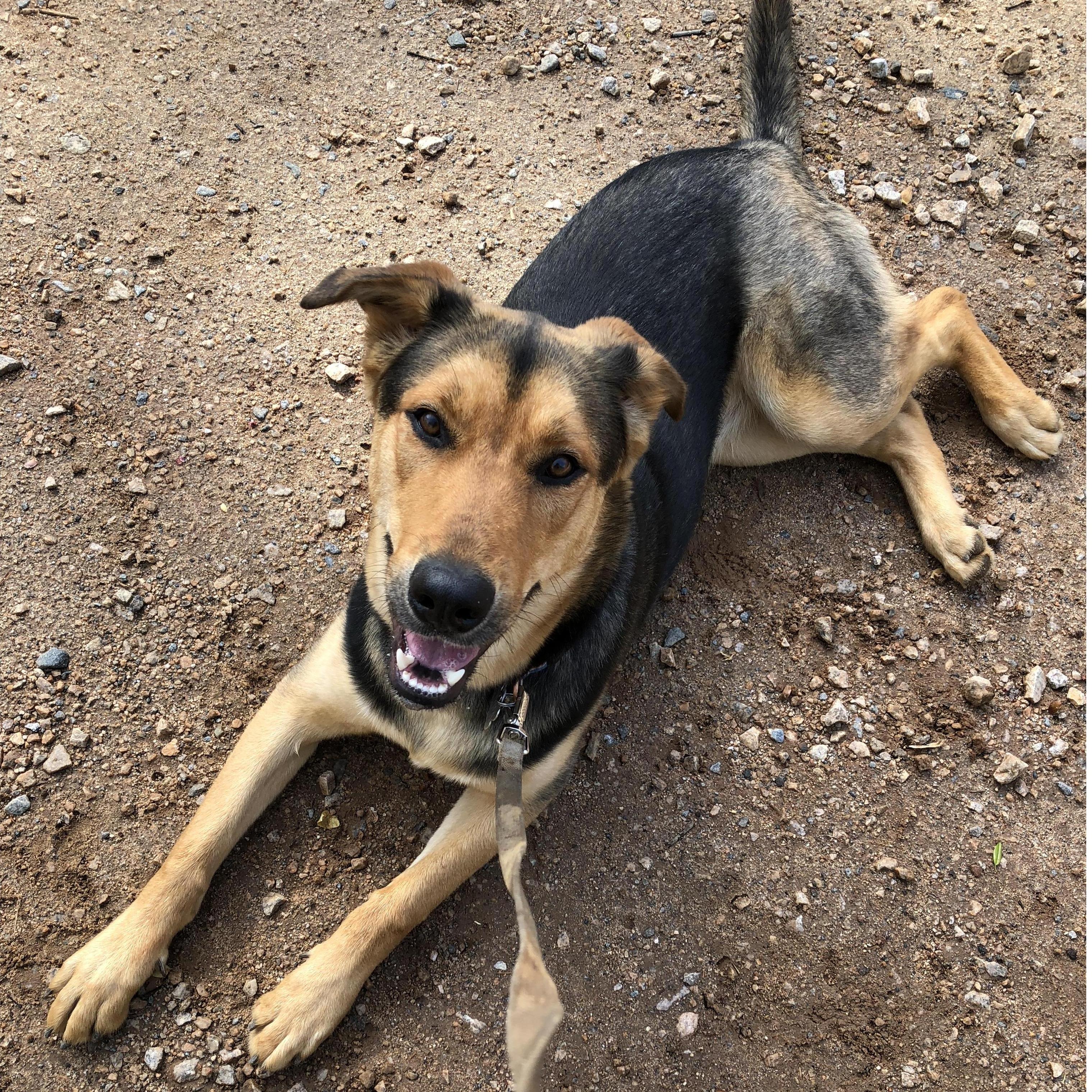 Our Girl! Rhea is Greg and Caroline's 1.5 year old doggo!