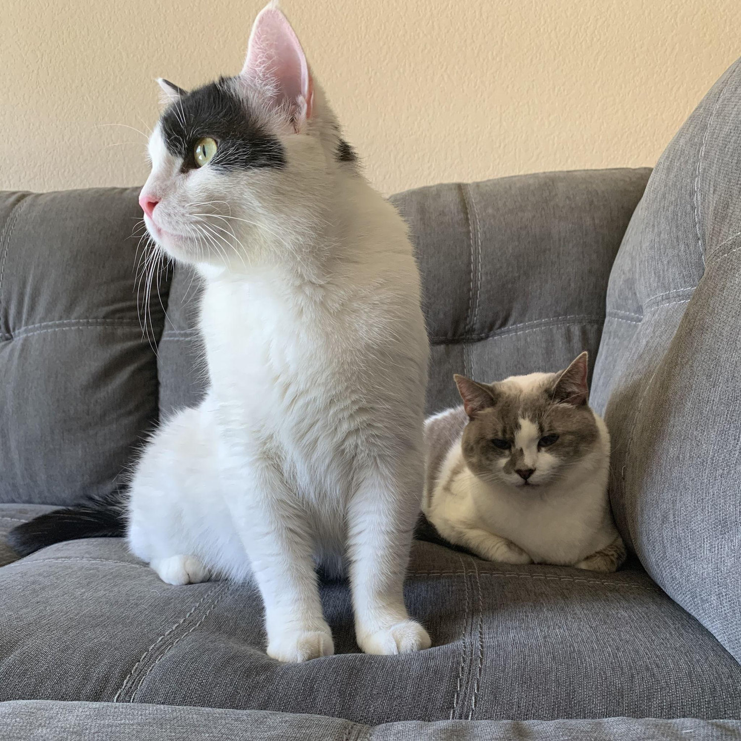 Our cats 1st time being in our home after being adopted