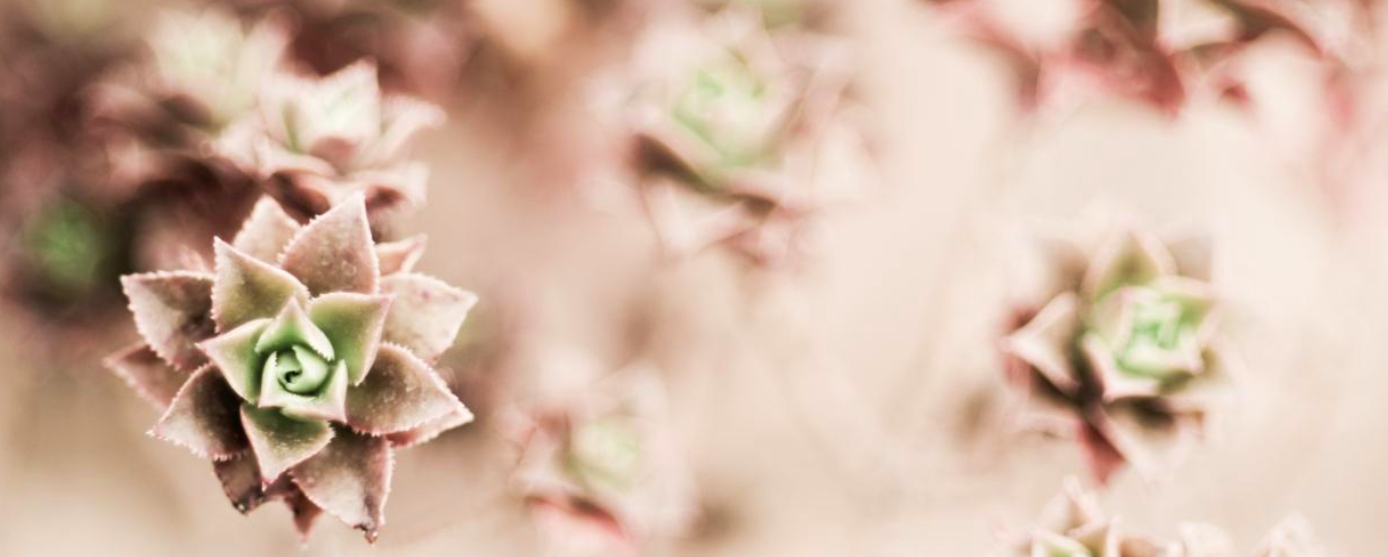 The Wedding Website of Ashley McCullough and Shakora Thompson