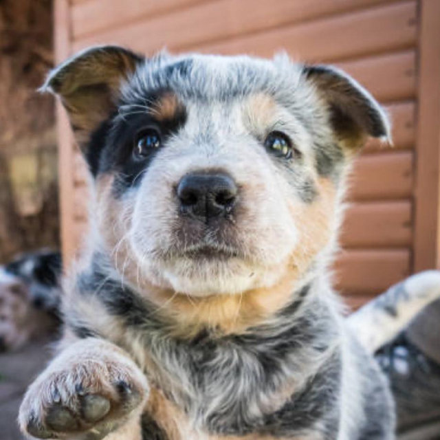 Our New Puppy