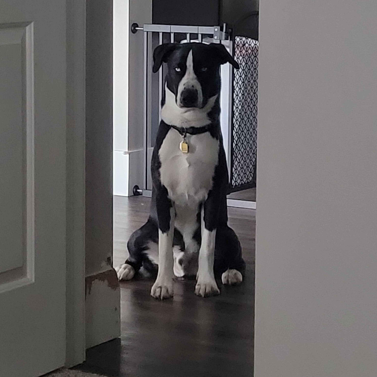 First couple days were rough (see chewed wall)