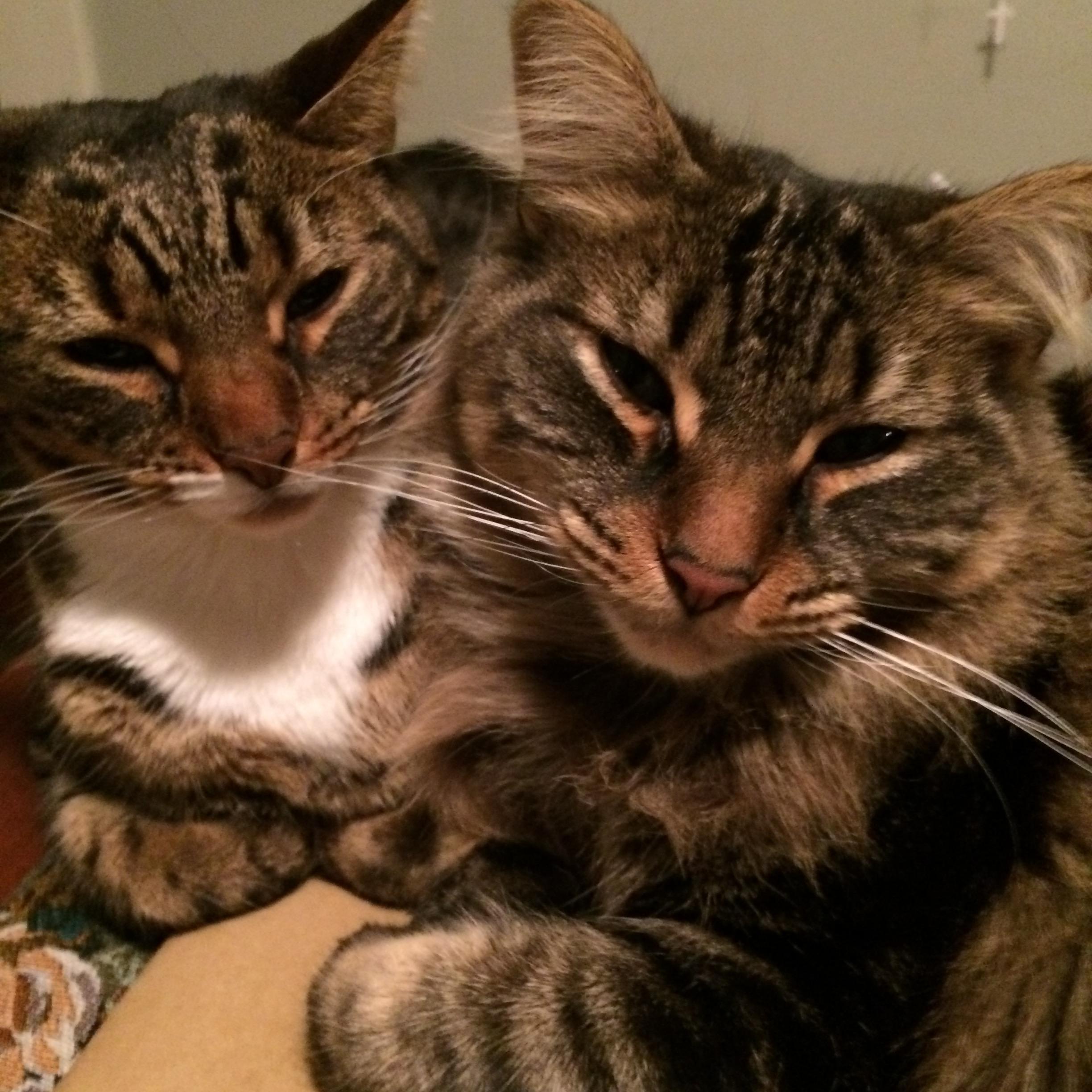 Spot and Sybil joined our family in 2013.