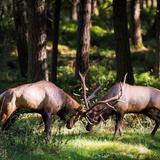 Northwest Trek Wildlife Park