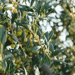 The Governor Olive Mill
