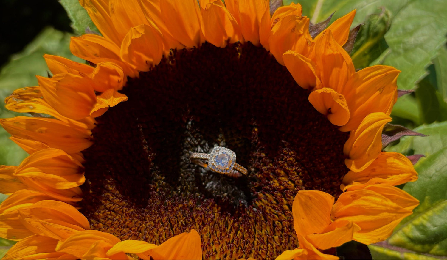 Footer image