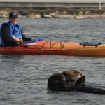 Kayak With Otters In Elkhorn Slough