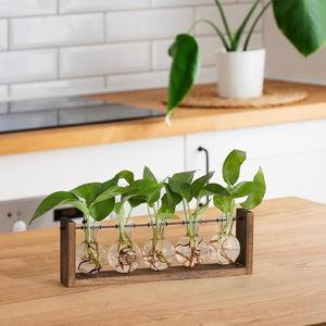 Propagation Stations,Plant Terrarium with Wooden Stand