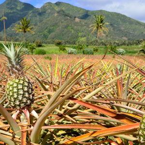 Dole Plantation