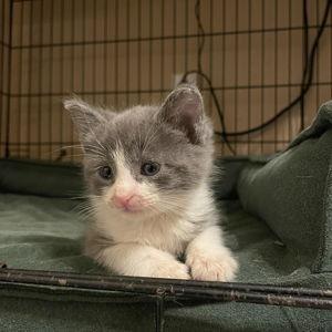 Our New Kitten