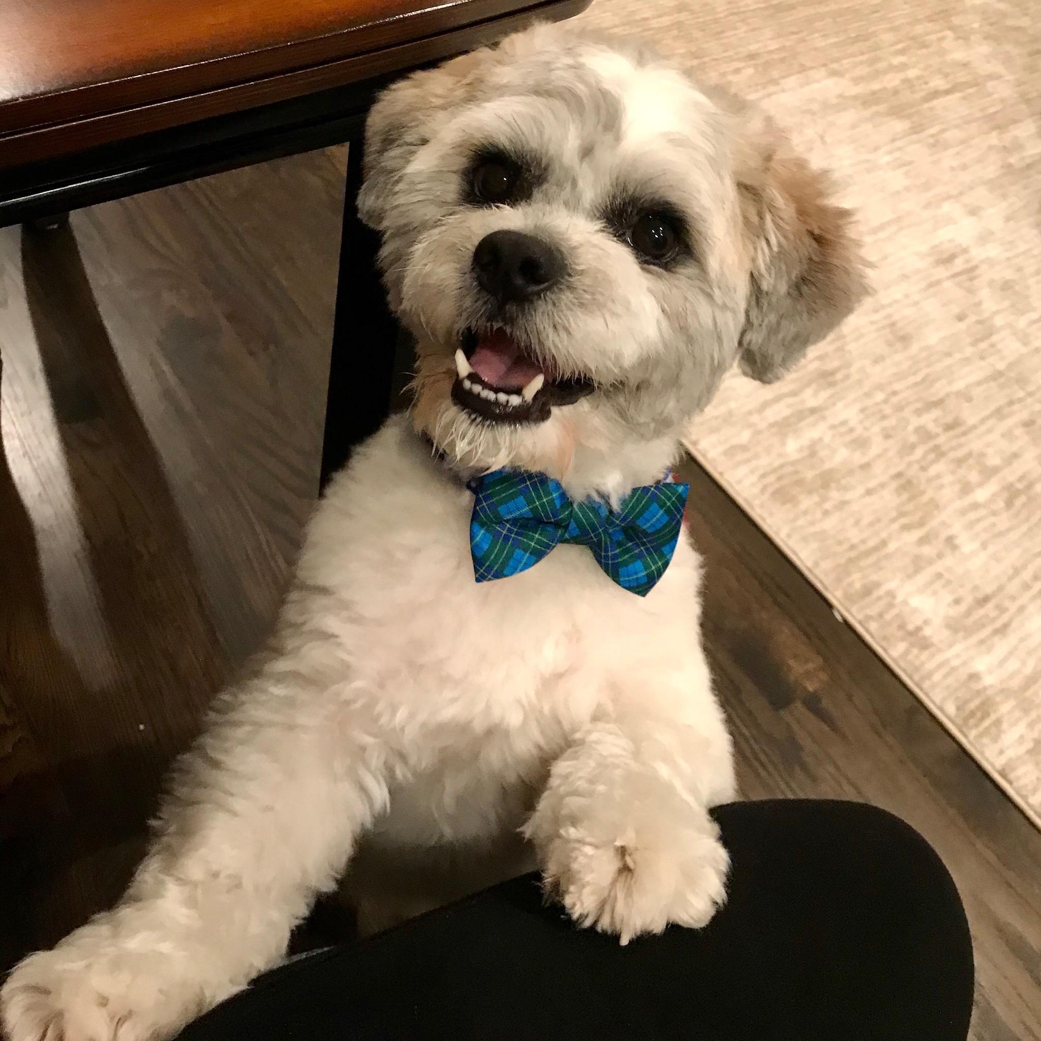 Our fur baby, Mickey :)