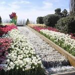 Tulsa Botanic Garden