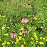 Shaw Nature Reserve