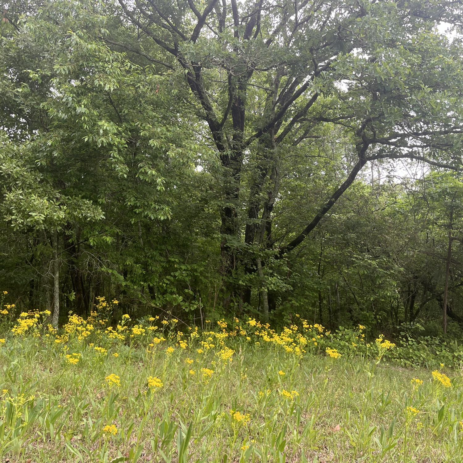 Field of flowers in their front yard. (Raeford, NC)