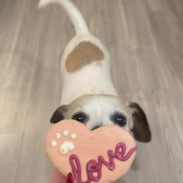 Year's Supply of Pet Treats for Charlene