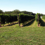Baiting Hollow Farm Vineyard