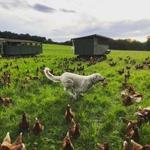 Codman Community Farm