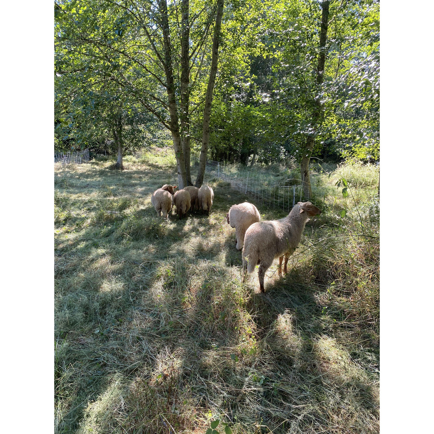 Some of our farm friends :)