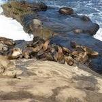 La Jolla Cove
