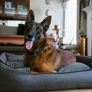 Houndstooth Lounge Pet Bed