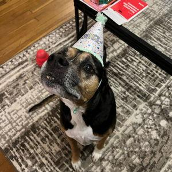 Dog Treat and Toy Fund