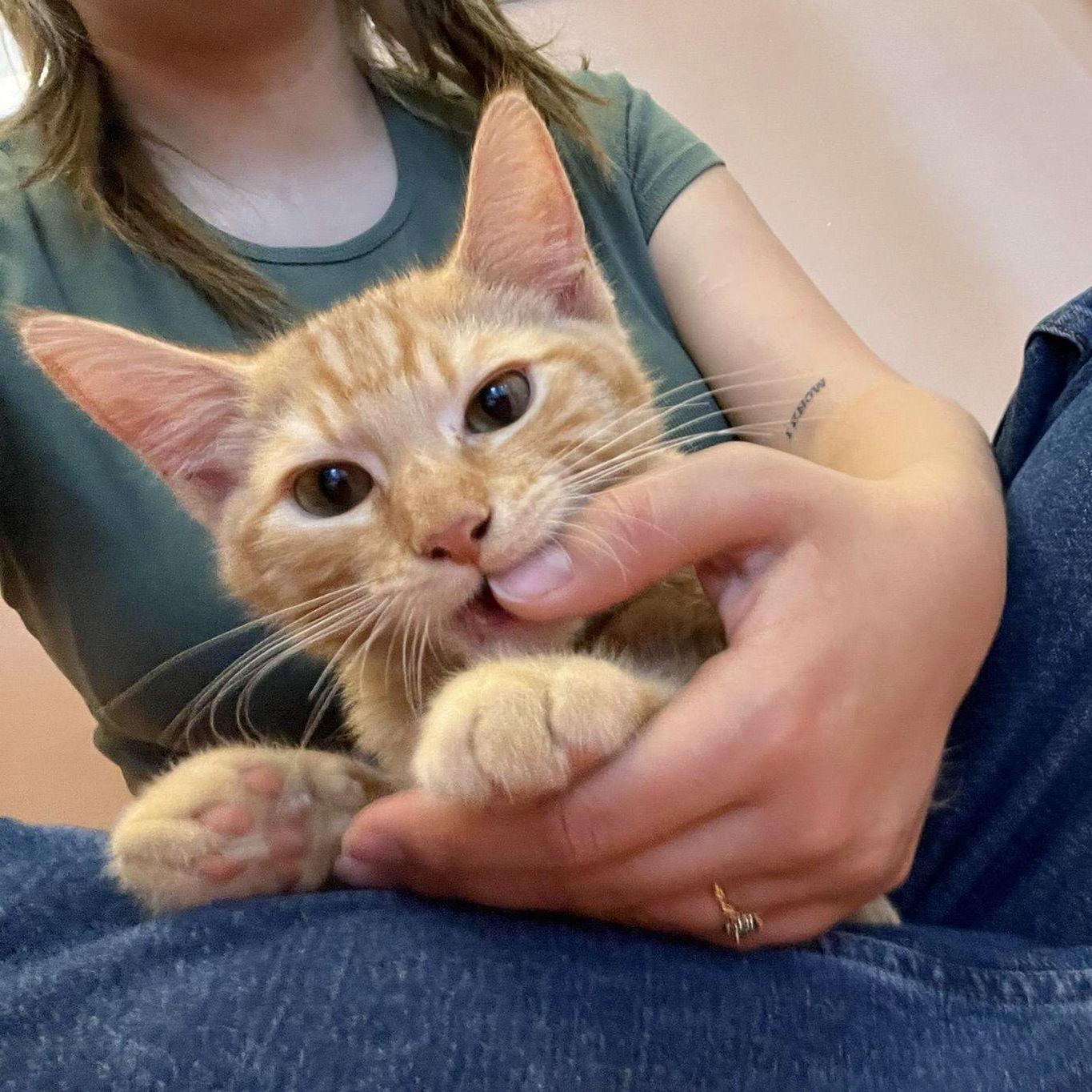October 2023. Adding a new member to their family, Calcifer.