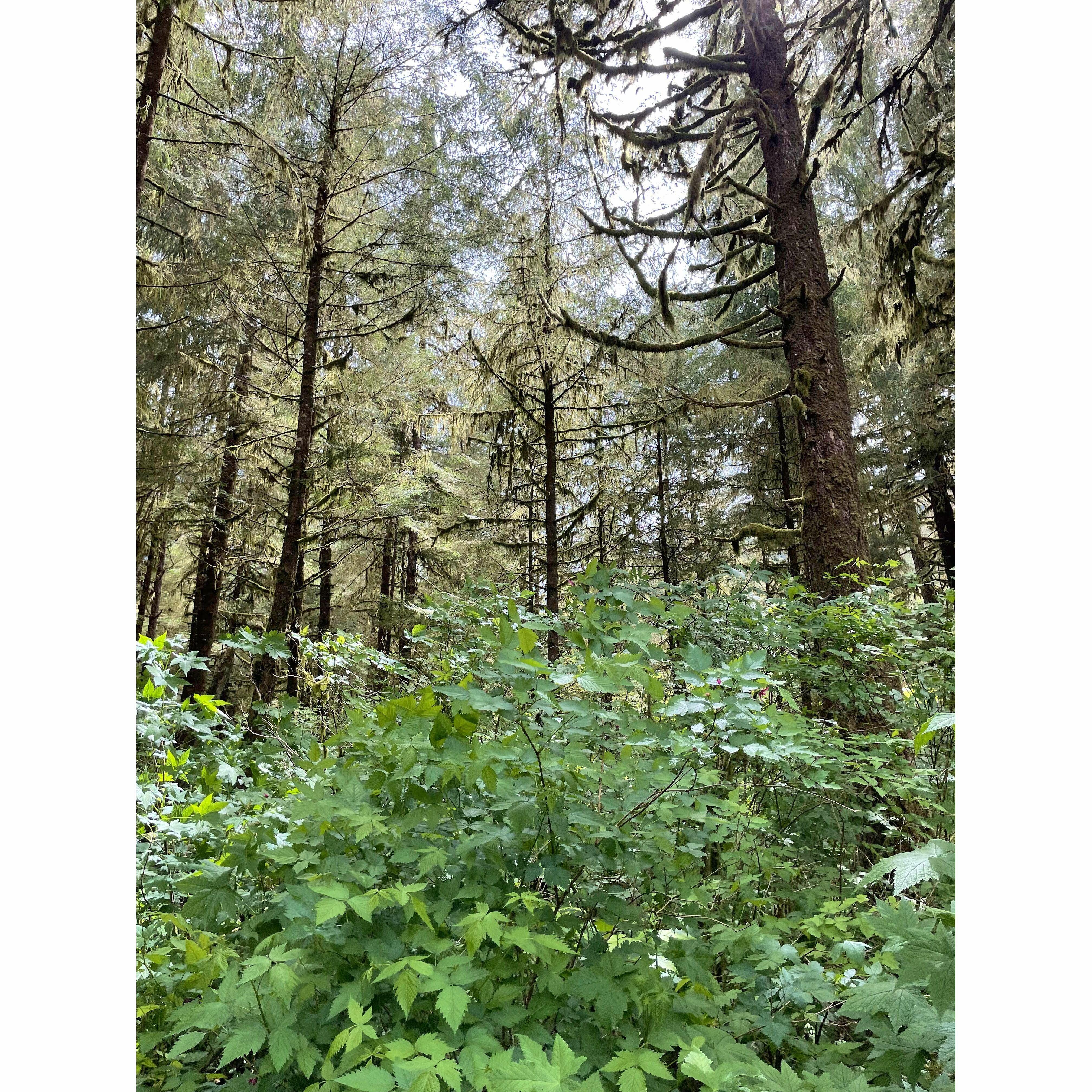 The Tongass rainforest...Stephen's second backup plan