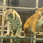 Big Cat Habitat Gulf Coast Sanctuary