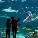 Outing: Loveland Living Planet Aquarium