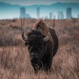 Rocky Mountain Arsenal National Wildlife Refuge