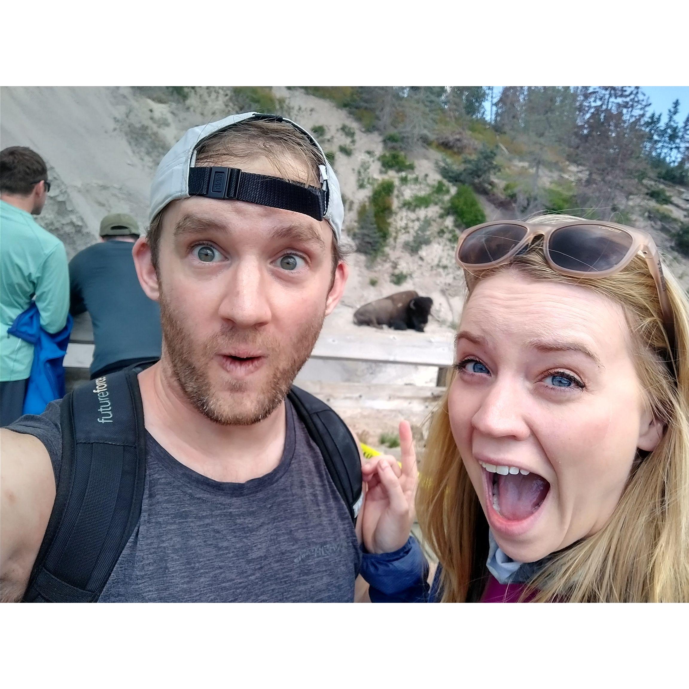 Disturbing the bison in Yellowstone