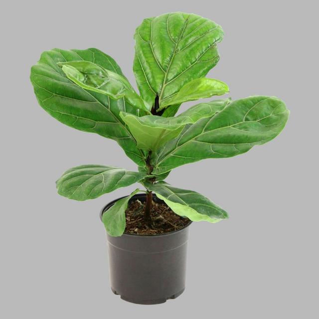 1pc Fiddle Leaf Fig - National Plant Network