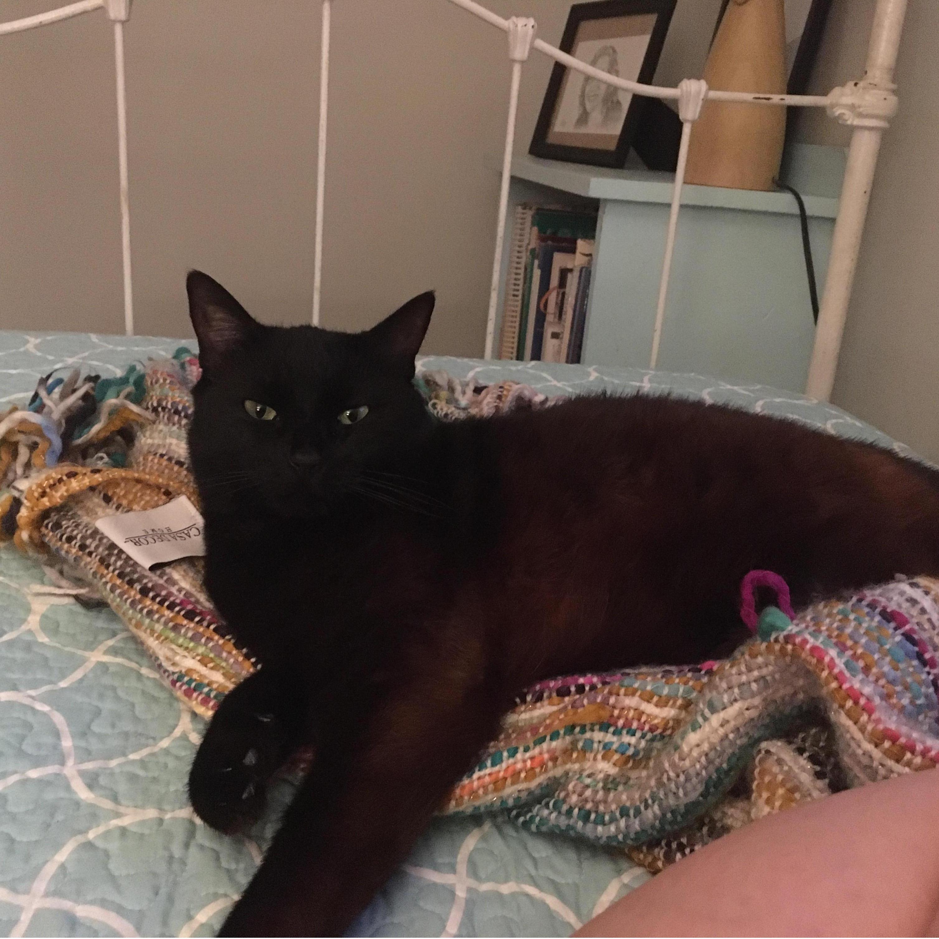 Rush, our sweet, black, fatty girl.  She sounds like a bird!