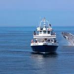 Hyannis Whale Watcher Cruises